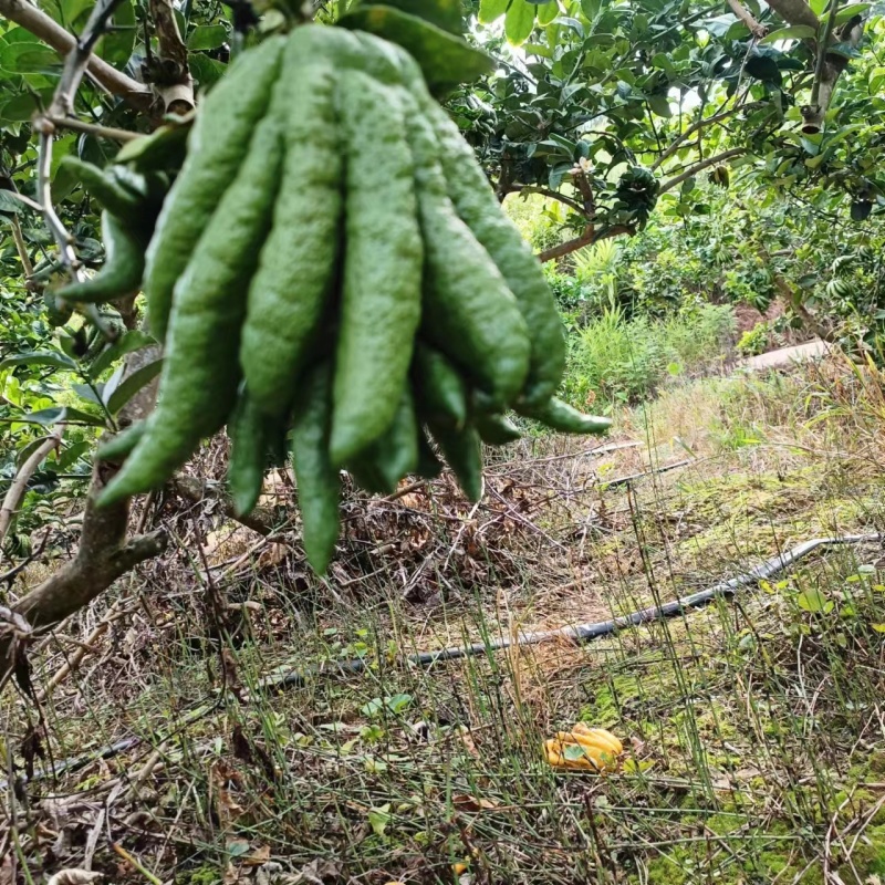 云南佛手柑，家居清供观赏