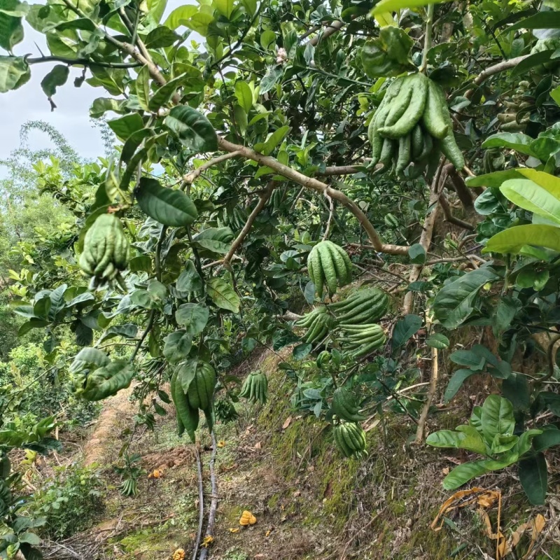 云南佛手柑，家居清供观赏