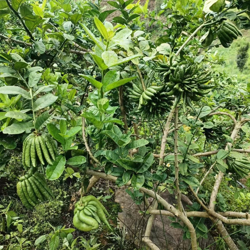 云南佛手柑，家居清供观赏