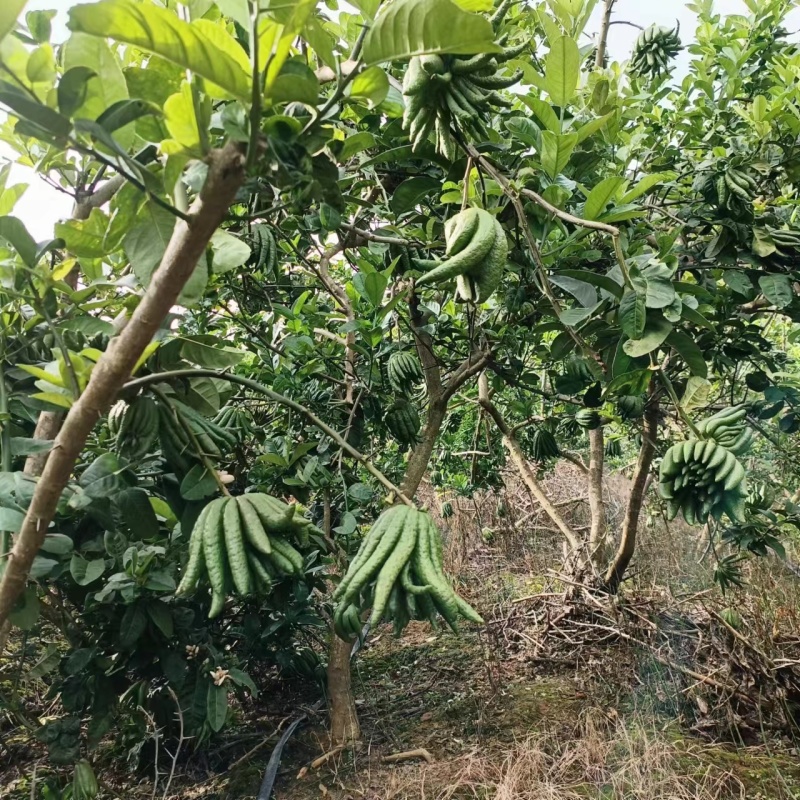 云南佛手柑，家居清供观赏
