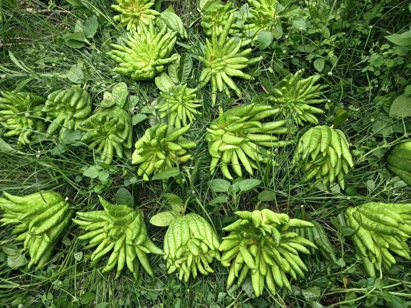 云南佛手柑，家居清供观赏