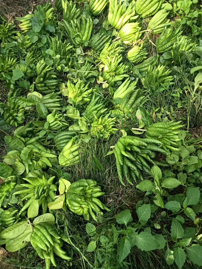 云南佛手柑，家居清供观赏