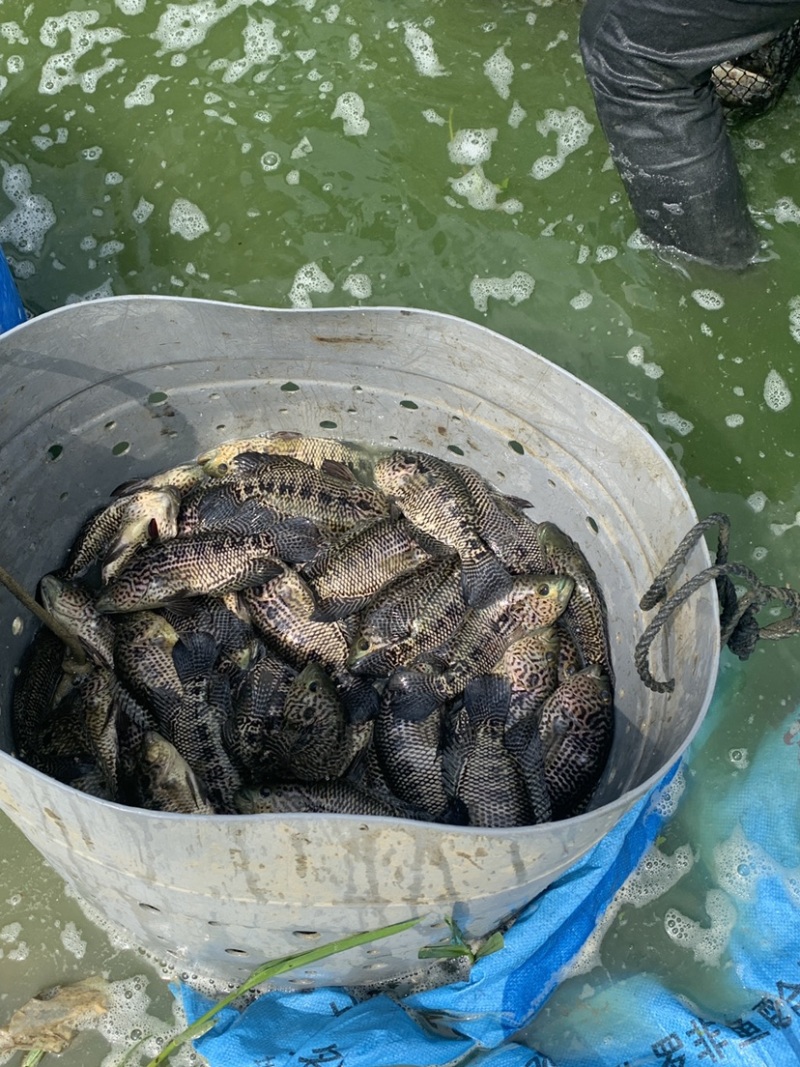 淡水石班商品鱼