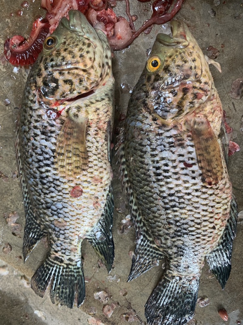 淡水石班商品鱼