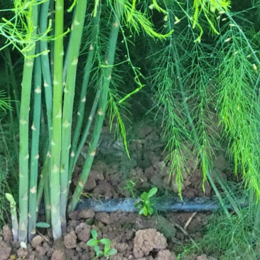 优质绿芦笋苗根系多鳞芽饱满包成活，提供技术指导