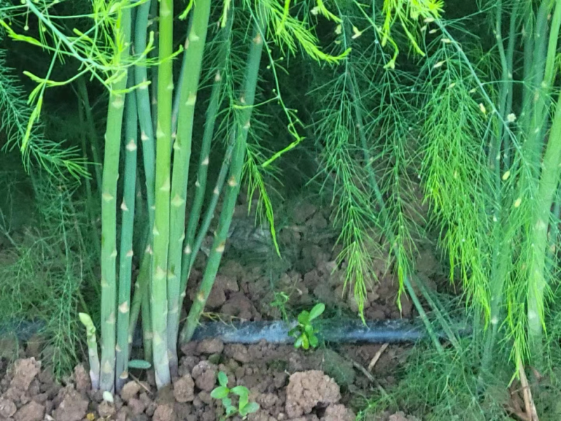 优质绿芦笋苗根系多鳞芽饱满包成活，提供技术指导
