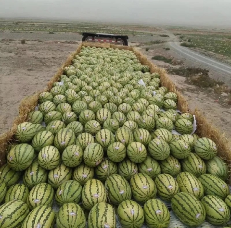 宁夏硒砂瓜，品质保证，产地一手货源，坏果包赔