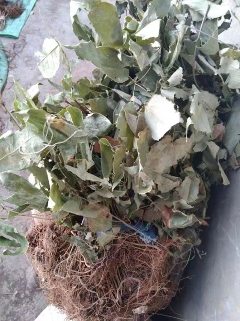 野生淫羊藿