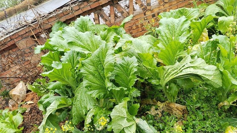 A正宗江西客家梅干菜，干净无沙，需要的老板可以联系我。