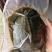 速冻生态甲鱼全国发货包邮欢迎来电品质保证诚信经营