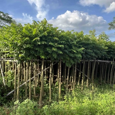 本地火焰木3-5公分，可视频看货，量大从优，欢迎来电