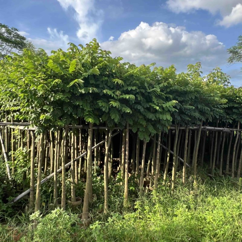 本地火焰木3-5公分，可视频看货，量大从优，欢迎来电