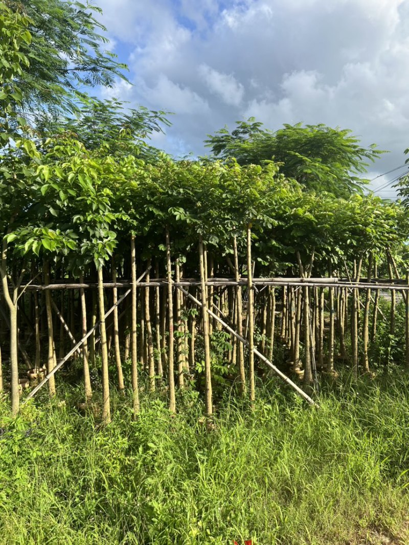 本地火焰木3-5公分，可视频看货，量大从优，欢迎来电