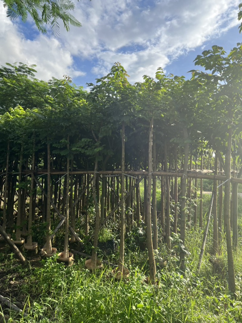 本地火焰木3-5公分，可视频看货，量大从优，欢迎来电