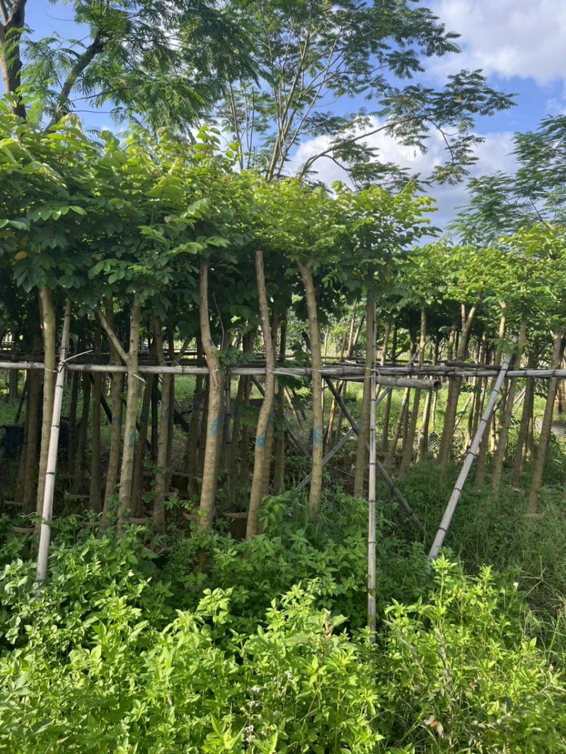 本地火焰木3-5公分，可视频看货，量大从优，欢迎来电
