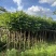 本地火焰木3-5公分，可视频看货，量大从优，欢迎来电