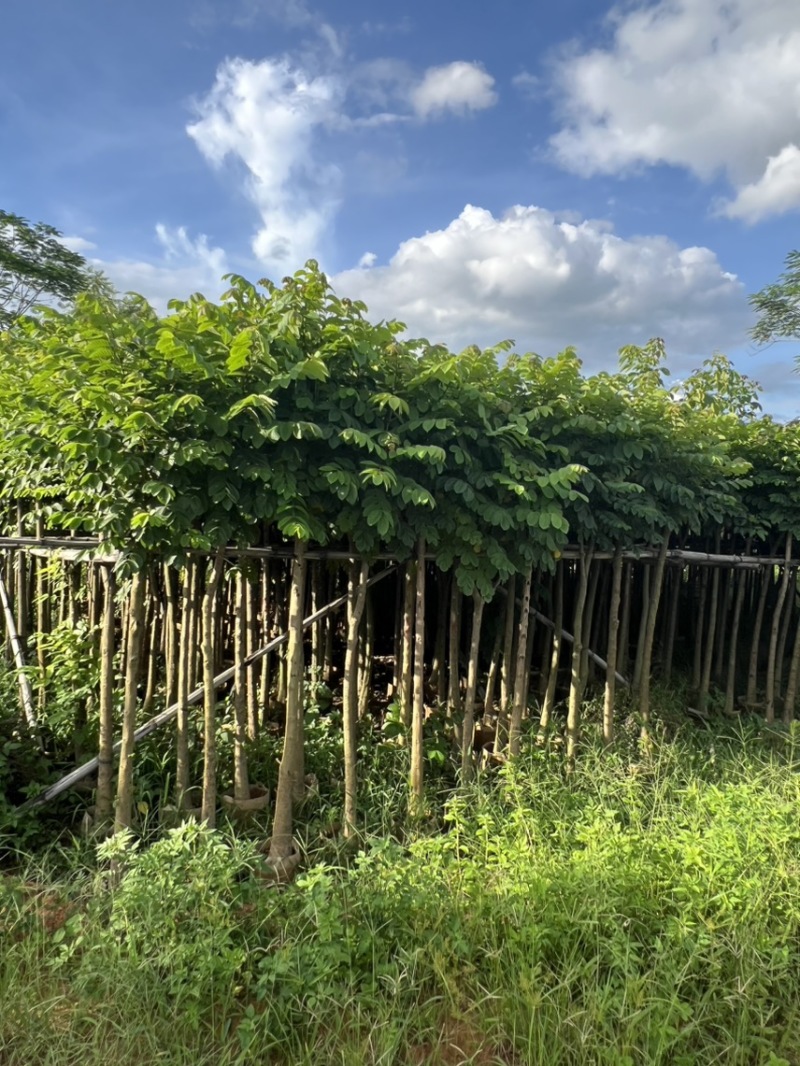 本地火焰木3-5公分，可视频看货，量大从优，欢迎来电