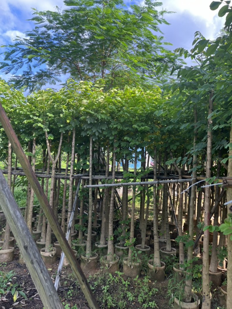本地火焰木3-5公分，可视频看货，量大从优，欢迎来电
