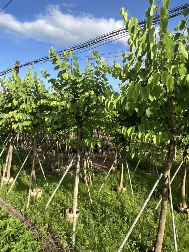 红花紫荆10-12公分，可视频看货，量大从优，欢迎来电