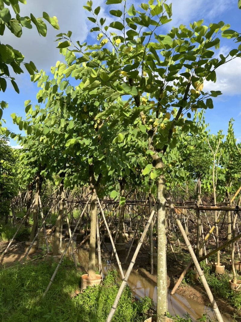 红花紫荆10-12公分，可视频看货，量大从优，欢迎来电
