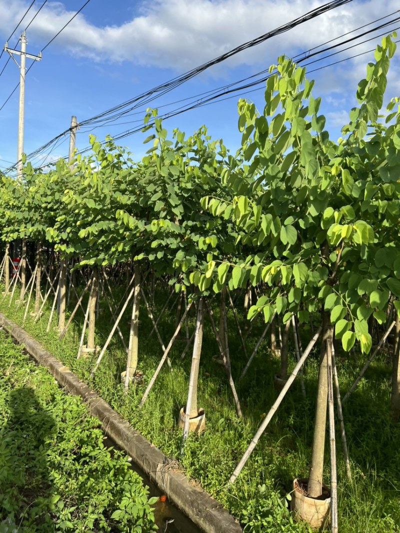 红花紫荆10-12公分，可视频看货，量大从优，欢迎来电