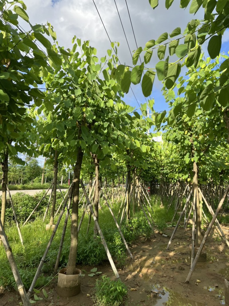 红花紫荆10-12公分，可视频看货，量大从优，欢迎来电