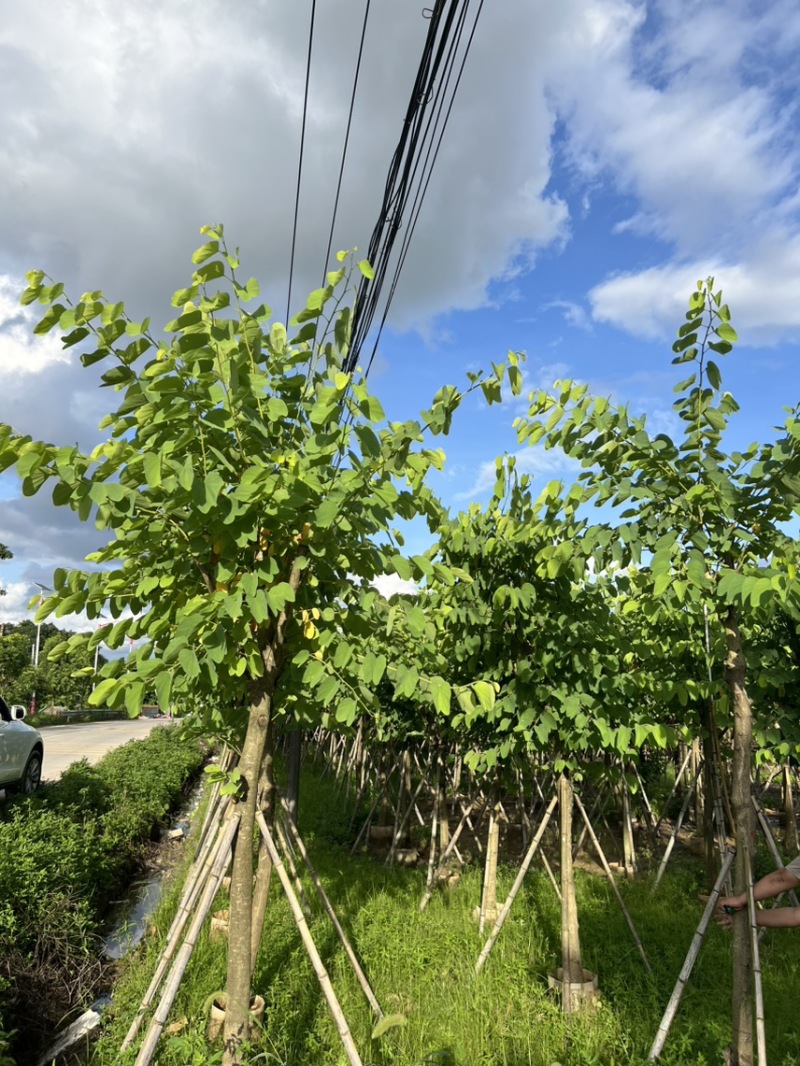 红花紫荆10-12公分，可视频看货，量大从优，欢迎来电