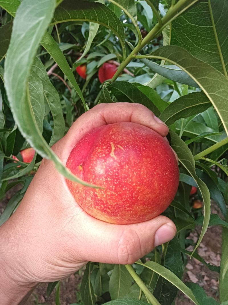 油桃，临朐油桃蟠桃各种桃子大量上市，对接市场超市电商平台