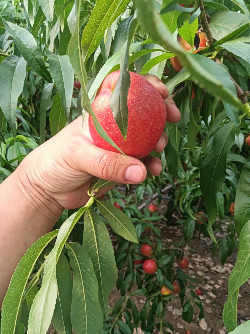 油桃，临朐油桃蟠桃各种桃子大量上市，对接市场超市电商平台