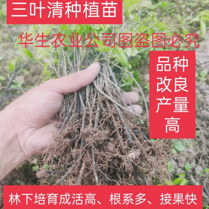 三叶清苗100颗起批发包邮户外培育根须好成活率高