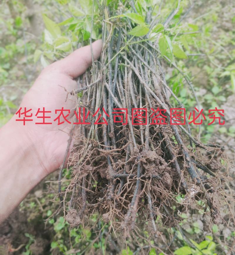 三叶清苗100颗起批发包邮户外培育根须好成活率高