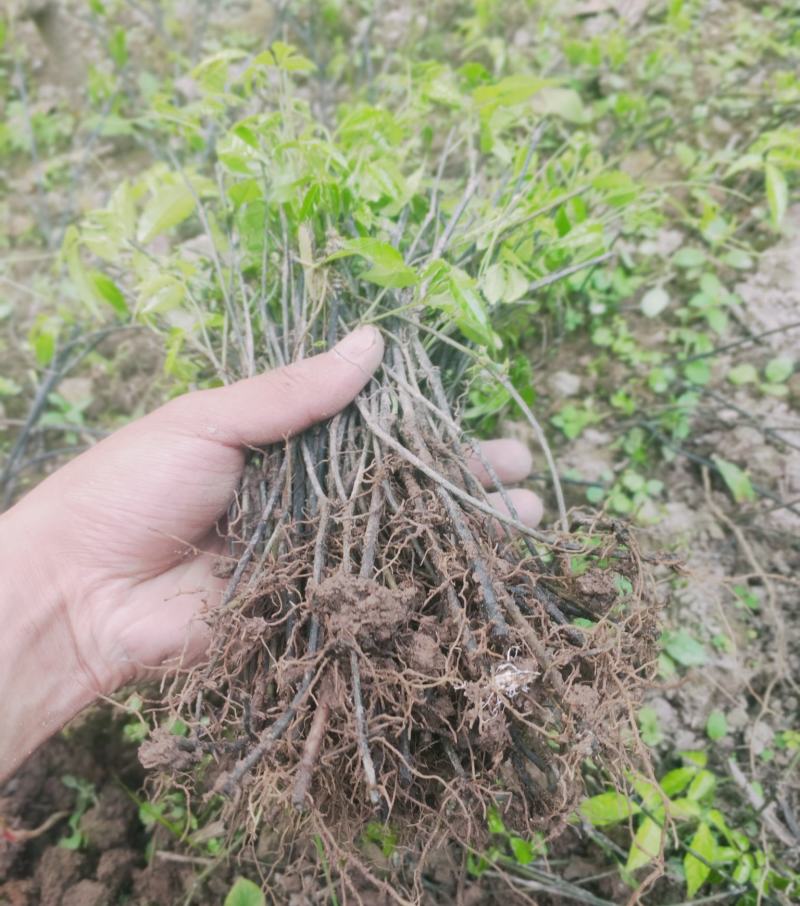 三叶清苗100颗起批发包邮户外培育根须好成活率高
