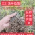 三叶清苗100颗起批发包邮户外培育根须好成活率高