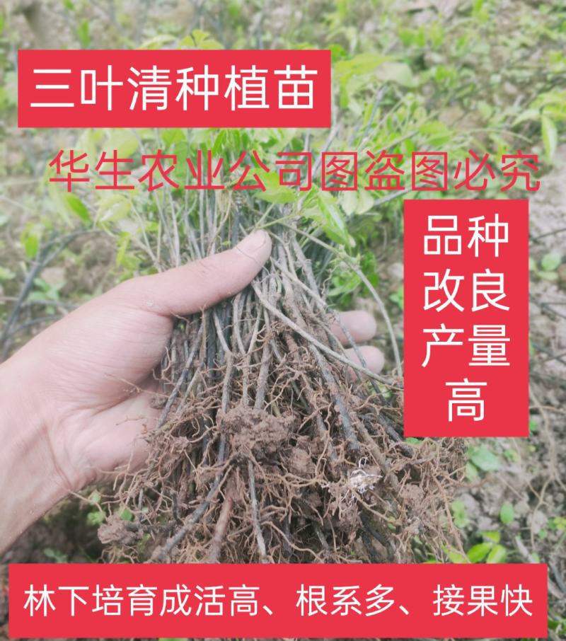 三叶清苗100颗起批发包邮户外培育根须好成活率高