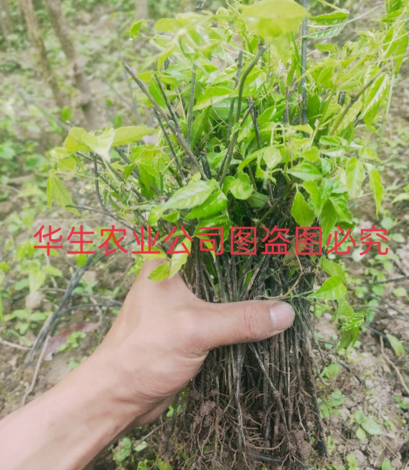 三叶清苗100颗起批发包邮户外培育根须好成活率高