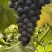 南太湖香甜可口，保质保量，全国发货。