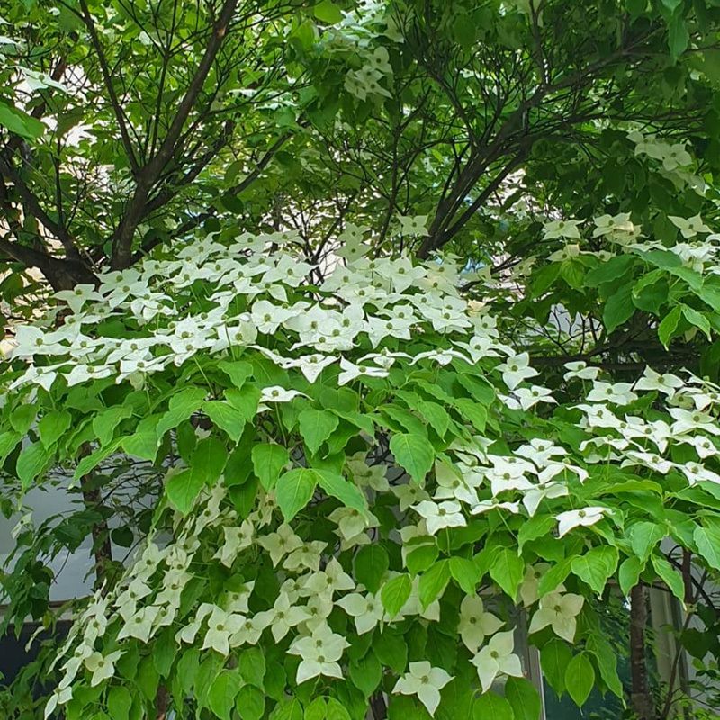 四照花种子花卉国产春季优质秋季观花散装多年生林木园林种籽