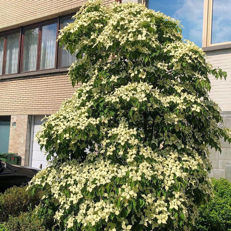 四照花种子花卉国产春季优质秋季观花散装多年生林木园林种籽