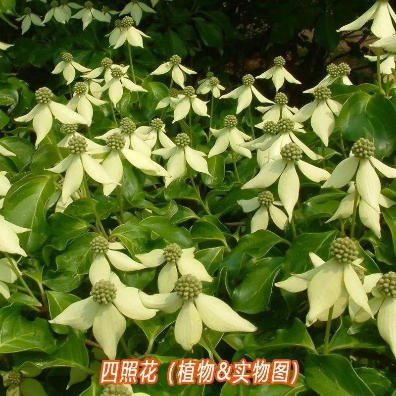 四照花种子花卉国产春季优质秋季观花散装多年生林木园林种籽