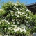 四照花种子花卉国产春季优质秋季观花散装多年生林木园林种籽