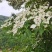 四照花种子花卉国产春季优质秋季观花散装多年生林木园林种籽