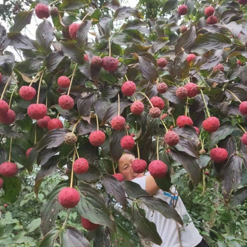 四照花种子花卉国产春季优质秋季观花散装多年生林木园林种籽