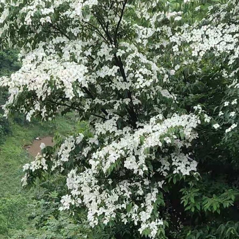 四照花种子花卉国产春季优质秋季观花散装多年生林木园林种籽