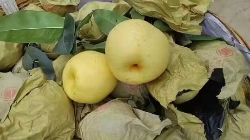 脆冠梨细嫩化渣，口感甜大量上市了