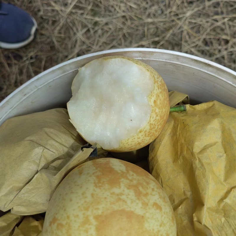 脆冠梨细嫩化渣，口感甜大量上市了