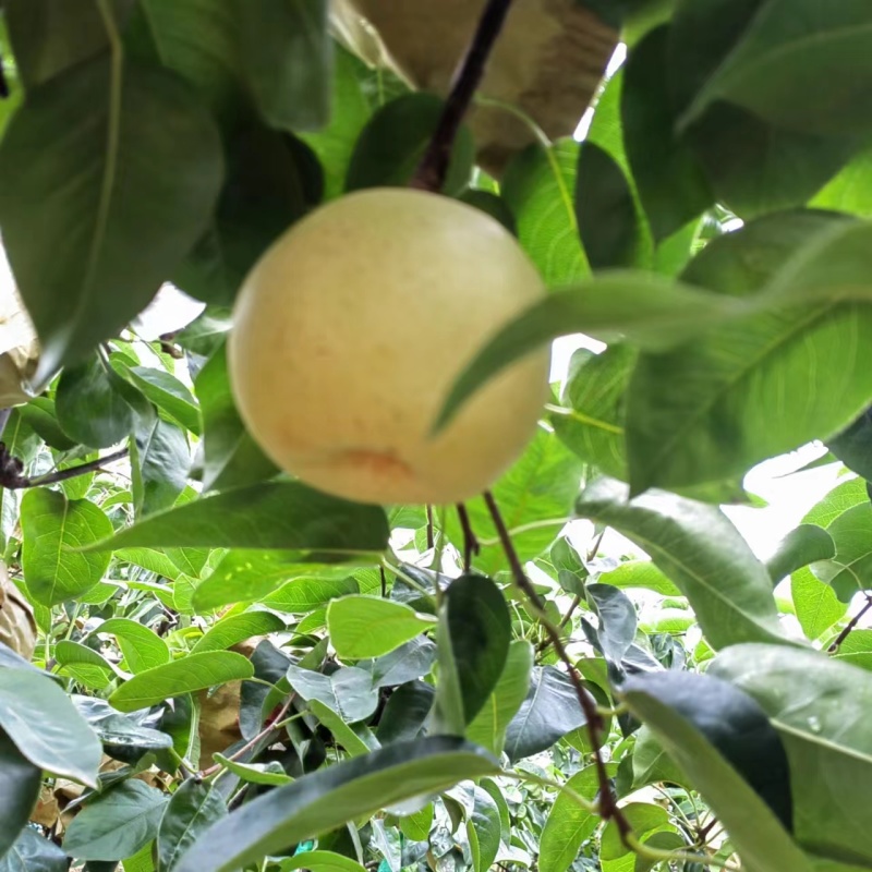 脆冠梨细嫩化渣，口感甜大量上市了