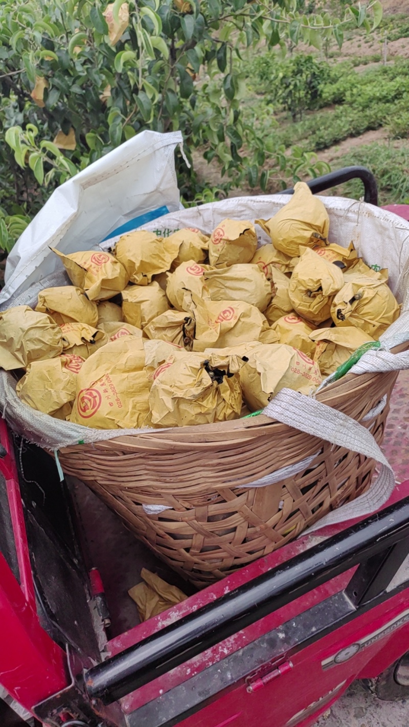 脆冠梨细嫩化渣，口感甜大量上市了