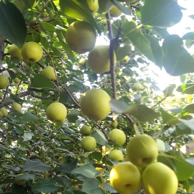 云南丁香梨。蜂糖梨！大量上市欢迎采购
