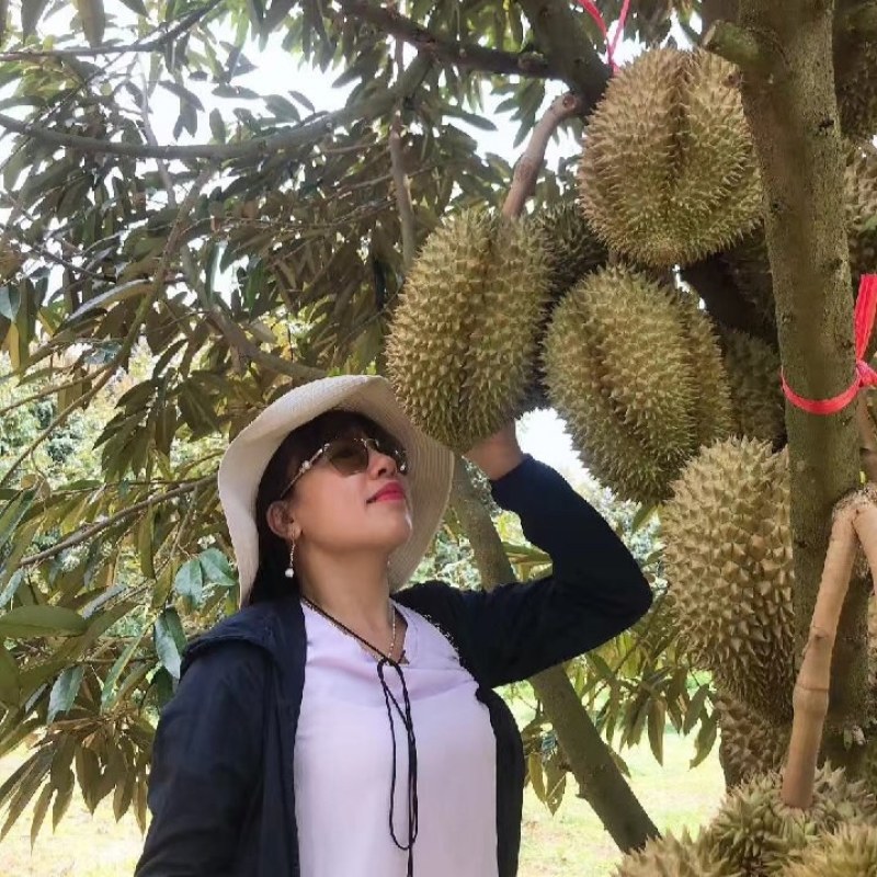 金枕榴莲，一手货源产地批发坏果包赔包售后包邮