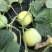 苏瑞日本甜宝甜瓜种子香瓜春夏秋蔬菜种籽高产高甜香瓜种